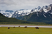 Grizzly Bear (Ursus arctos horribilis) five adults on sedge flats, Katmai National Park, Alaska