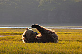 Grizzly Bear (Ursus arctos horribilis) young female on sedge flats, Katmai National Park, Alaska