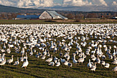 Snow Goose (Chen caerulescens) flock on Skagit River flats, Washington