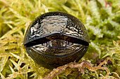 Ball Cockroach (Perisphaerus sp) rolled up in defensive posture, Papua New Guinea. Sequence 2 of 4