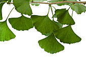 Ginkgo (Ginkgo biloba) leaves, domesticated worldwide