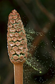 Field Horsetail (Equisetum arvense) releasing sporophytes, Estabrook Woods, Massachusetts