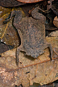Surinam Toad (Pipa pipa) mimicking leaf litter in pond, Guyana
