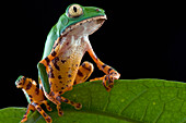 Tiger-striped Leaf Frog (Phyllomedusa tomopterna), Surinam