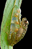 Cross Frog (Oreophryne sp) male from a newly discovered species protecting his clutch of eggs, Papua New Guinea