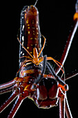 Giant Wood Spider (Nephila maculata) male spinning web on female to make sure he does not fall off, Papua New Guinea