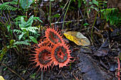 Stinkhorn (Aseroe sp) mushroom on forest floor, Papua New Guinea