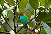 Bay-headed Tanager (Tangara gyrola), Mindo Cloud Forest, Ecuador