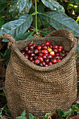 Coffee (Coffea arabica) mature beans in sisal bag, Intag Valley, northwest Ecuador