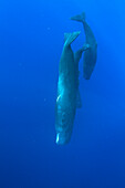 Sperm Whale (Physeter macrocephalus) trio floating vertically, Caribbean Sea, Dominica