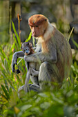 Proboscis Monkey (Nasalis larvatus) female and young, Sabah, Borneo, Malaysia