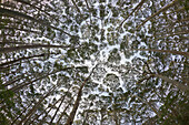 Gum Tree (Eucalyptus sp) forest, New South Wales, Australia