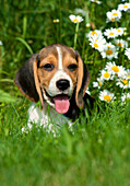 Beagle (Canis familiaris) puppy with daisies