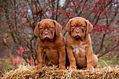 Dogue de Bordeaux (Canis familiaris) puppies