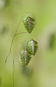 Common Quaking Grass (Briza media) seed heads, England