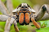 Wolf Spider (Hogna sp), Mindo, western slope of Andes, Ecuador