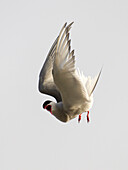 Arctic Tern (Sterna paradisaea) calling while flying, Yakutat, Alaska