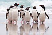 Rockhopper Penguin (Eudyptes chrysocome) group coming ashore, Falkland Islands