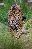 Jaguar (Panthera onca) male, native to Central and South America