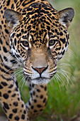 Jaguar (Panthera onca) male, native to Central and South America