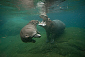 East African River Hippopotamus (Hippopotamus amphibius kiboko) mother with swimming calf, native to Africa