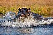 Hippopotamus (Hippopotamus amphibius) mock charging, Moremi Game Reserve, Okavango Delta, Botswana