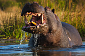 Hippopotamus (Hippopotamus amphibius) territorial display, Moremi Game Reserve, Okavango Delta, Botswana. Sequence 2 of 3