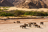 African Elephant (Loxodonta africana) herd walking in dry river bed, Skeleton Coast, Namib Desert, Namibia