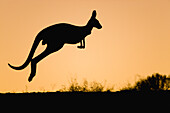 Red Kangaroo (Macropus rufus) jumping at sunset, Sturt National Park, New South Wales, Australia