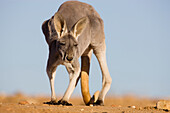 Red Kangaroo (Macropus rufus) female, Sturt National Park, New South Wales, Australia