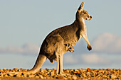 Red Kangaroo (Macropus rufus) mother with joey, Sturt National Park, New South Wales, Australia