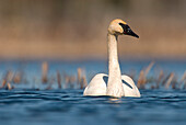 Trumpeter Swan (Cygnus buccinator) swimming, Seney National Wildlife Refuge, Michigan