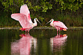 Roseate Spoonbill (Platalea ajaja) pair courting, Merritt Island National Wildlife Refuge, Florida