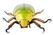 Scarab Beetle (Chrysina sp), Tapanti National Park, Cartago, Costa Rica