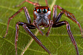 Jumping Spider (Salticidae), New Britain, Papua New Guinea