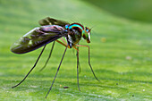Long-legged Fly (Chrysosoma sp), newly discovered species, Mount Gahavisuka Provincial Park, Papua New Guinea