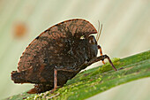 Pygmy Grasshopper (Tetrigidae), Muller Range, Papua New Guinea
