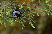 Mite (Thonius sp), Muller Range, Papua New Guinea