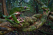 Giant Monkey Frog (Phyllomedusa bicolor) female watching an approaching male, Surinam