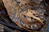 Amazon Horned Frog (Ceratophrys cornuta) camouflaged on leaf, Sipaliwini, Surinam