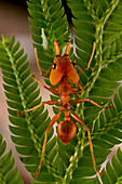 Large-headed Ant (Daceton armigerum) worker, Sipaliwini, Surinam