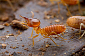 Higher Termite (Termitidae) soldier, Sipaliwini, Surinam