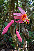 Passion Flower (Passiflora sp), Sipaliwini, Surinam
