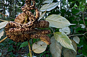 Common Tree Boa (Corallus hortulanus) in rainforest, Sipaliwini, Surinam