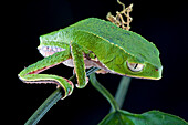 White-lined Leaf Frog (Phyllomedusa vaillanti), Brownsberg Reserve, Surinam