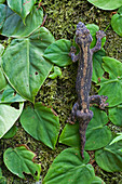 Turnip-tailed Gecko (Thecadactylus rapicauda), Brownsberg Reserve, Surinam