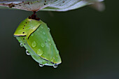 Butterfly chrysalis covered with water drops, Surinam