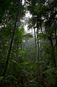 Lowland rainforest, Sipaliwini, Surinam