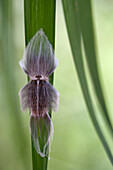 Flannel Moth (Megalopygidae) caterpillar, Sipaliwini, Surinam