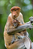 Proboscis Monkey (Nasalis larvatus) female holding two month old baby, Sabah, Malaysia